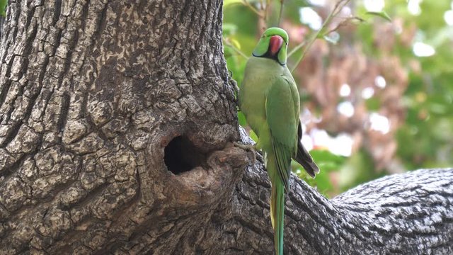 a rose-ringed parakeet perched on a tree beside a nest hollow in agra, india