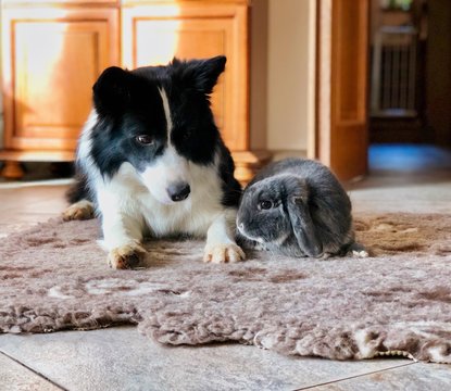 A picture of beautiful friendship between black and white border collie and grey rabbit lying on the floor.