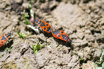 Gemeine Feuerwanzen bei der Paarung