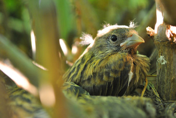 European robin (Erithacus rubecula, robin redbreast) nestling sitting in nest, blurry branches background