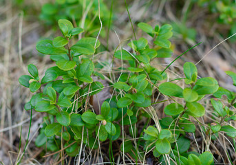 The leaves of the cowberry in the forest. Useful plant for homeopathy and preparation of decoctions for health. Close-up.