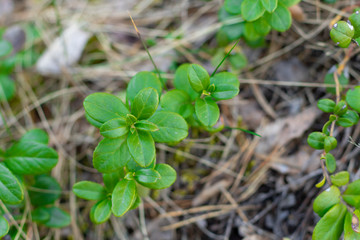 The leaves of the cowberry in the forest. Useful plant for homeopathy and preparation of decoctions for health. Close-up.