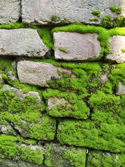 Natural green moss on the brick wall
