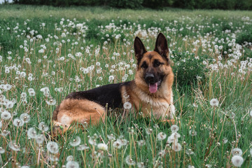 a German shepherd is lying in a field of dandelions, a dog is resting in a clearing