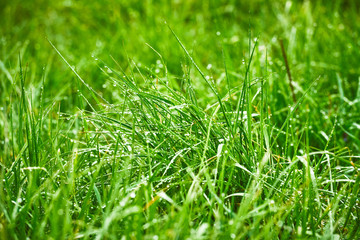Morning dew on fresh, green, juicy grass. Makro