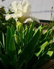 white flowers of iris in the garden