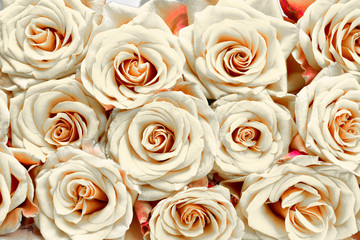 Flower background with white roses