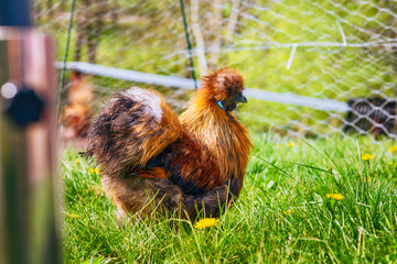 Silkie cockerel in rural surroundings