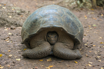 Tortuga gigante de Galápagos escondiendo la cabeza