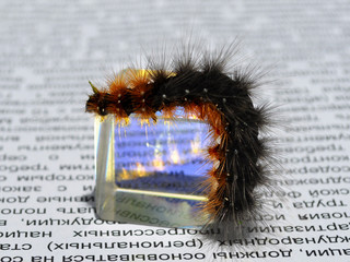 The hairy caterpillar of a butterfly is reflected in a prism