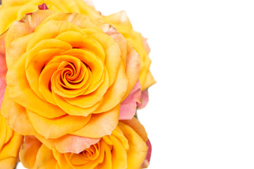 Yellow rose isolated on white background.