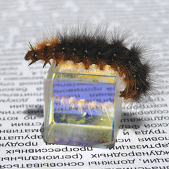 The hairy caterpillar of a butterfly is reflected in a prism
