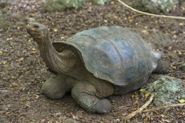 Tortuga gigante de Galápagos estirando el cuello
