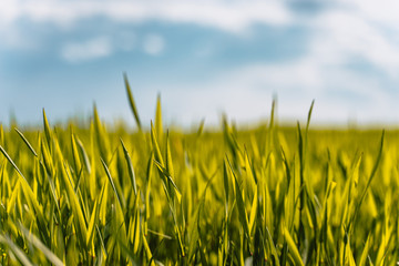 green grass and blue sky