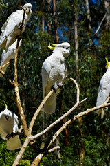 wild sulfur crested cockatoos  