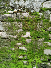 Natural green moss on the brick wall