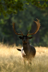 Fallow deer dama dama in autumn colours