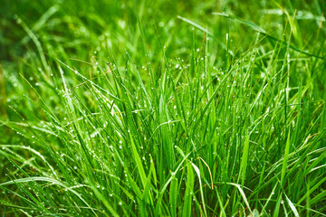 Morning dew on fresh, green, juicy grass. Makro