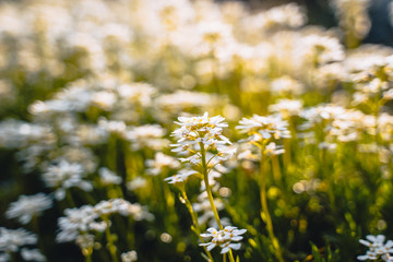 white flowers in the meadow