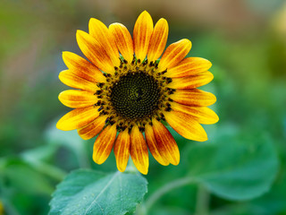Beautiful yellow orange sunflower with nature green background. Fresh and relax concept.