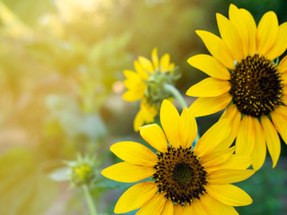 Obraz premium Beautiful yellow orange sunflower with nature green background. Fresh and relax concept.