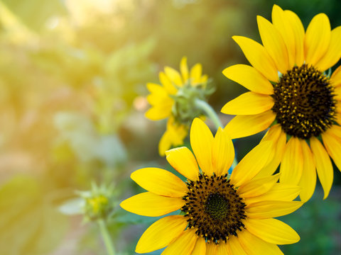 Beautiful yellow orange sunflower with nature green background. Fresh and relax concept.