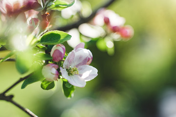 Obraz premium blooming apple tree