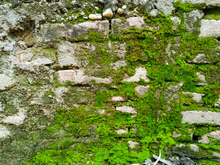 Natural green moss on the brick wall
