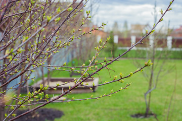Tree with budding leaves in the spring in the country
