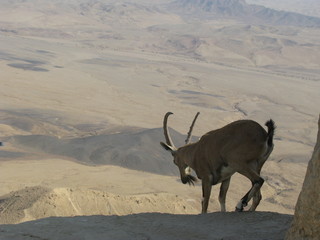 Mitzpe Ramon
