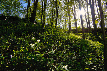 Trillium blooming on the hill in Ontario. Beautiful forest covered with trillium white flowers