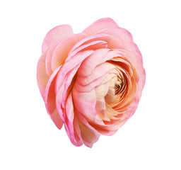 Closeup of pink ranunculus flower