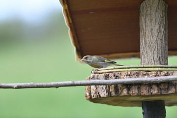 The european grenfinch sitting and eating sunflower and seeds on the feeder rack