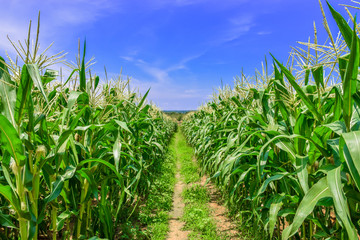 Corn field with blue sky