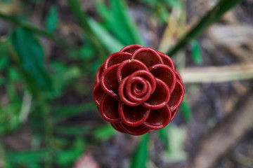 Blüte
