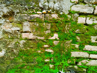 Natural green moss on the brick wall