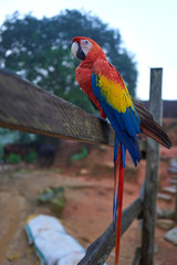 Papagei
