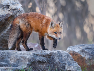 American Red Fox Kit Standing  on the Rock, Portrait