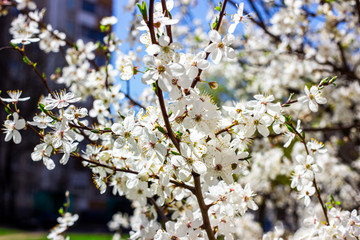 Fresh bright white flowers of blossoming asian cherry in the garden in spring close up.