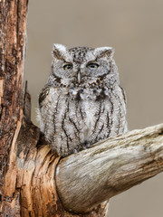 Eastern Screech Owl  Sitting on Tree Branch in Spring