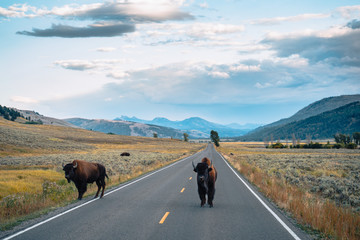 american bison in yellowstone national park