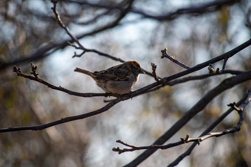 Young house sparrow, a bird sits on a tree branch on a background against a blue sky