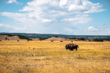 american bison in yellowstone national park