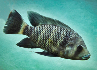 Fototapeta premium Tilapia cebra