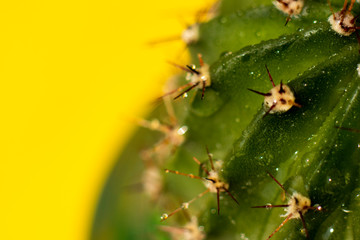 Cactus green color on a yellow background. Minimalism. Gallery of Modern Art Style. Creative...