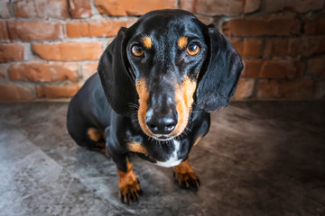 black dachshund on a brick wall background