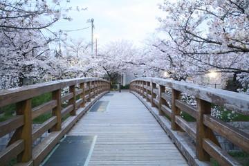 夜明け前の山崎川に架かる橋と満開の桜