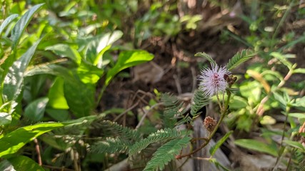 wild flowers in the field