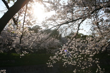 朝日を浴びる山崎川満開の桜