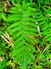 Fern fronds form natural abstract patterns in the summer woods. Background